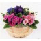 Basket Arrangements